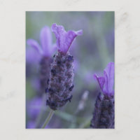 Lavendel Blume Foto Postkarte