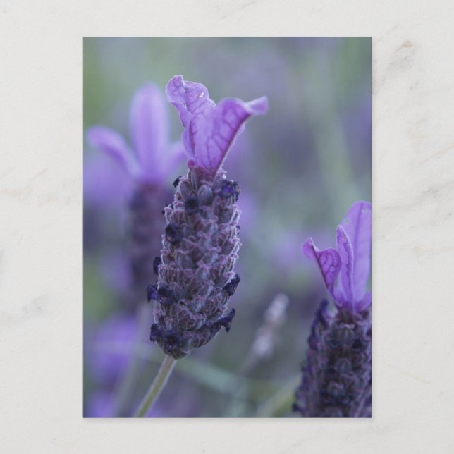 Lavendel Blume Foto Postkarte (Vorderseite)