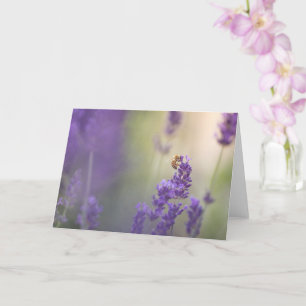 Lavendel Blume Honeybee Nature Foto Karte