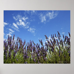 Lavendel-Blume im Feld am blauen Himmel im Sommer, Poster