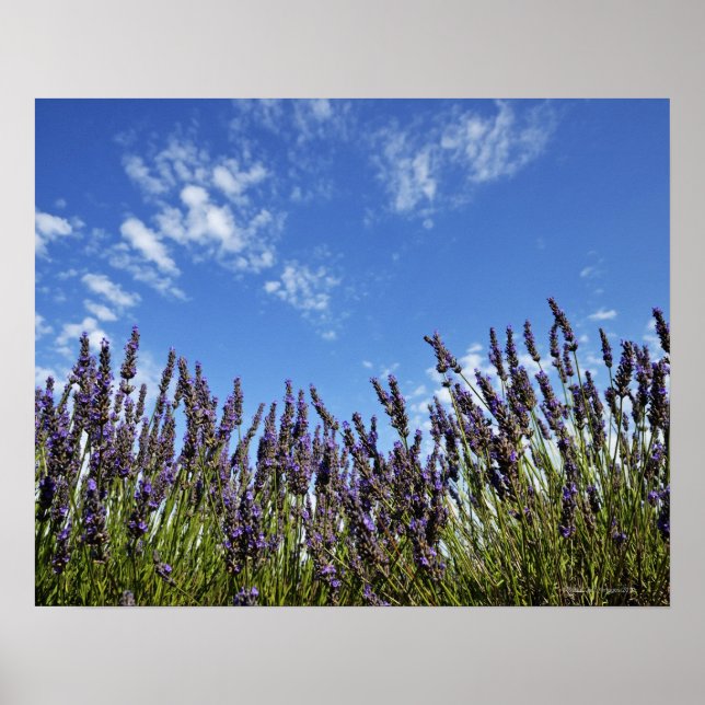 Lavendel-Blume im Feld am blauen Himmel im Sommer, Poster (Vorne)