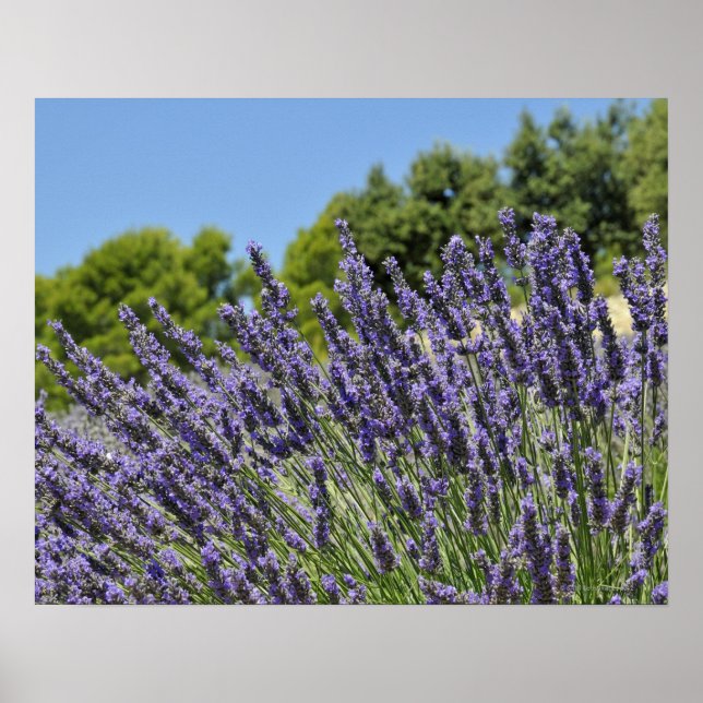 Lavendel-Blume im Sommer, Provence Poster (Vorne)