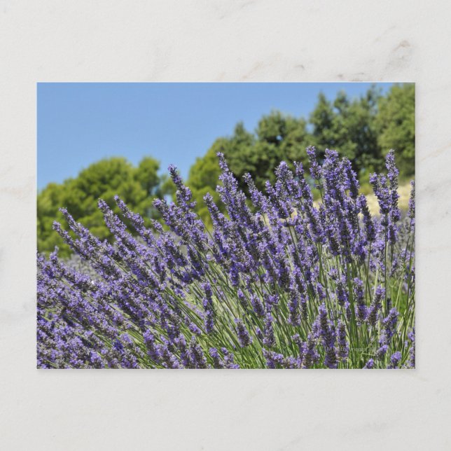 Lavendel-Blume im Sommer, Provence Postkarte (Vorderseite)