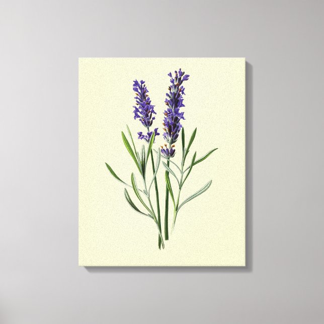 Lavendel-Blume Leinwanddruck (Vorderseite)