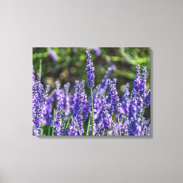 Lavendel Blume nahe Leinwand (Vorderseite)