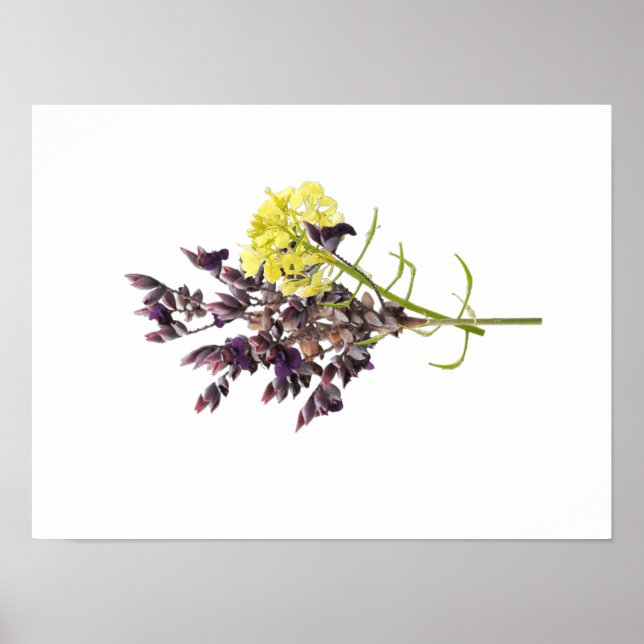 Lavendel-Blume Poster (Vorne)