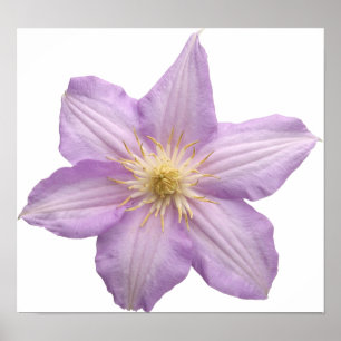 Lavendel-Blume Poster