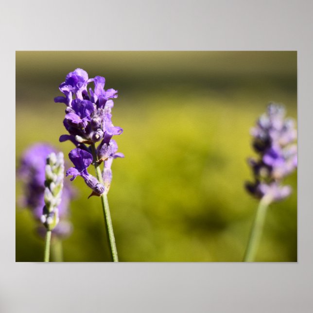 Lavendel Blume Poster (Vorne)