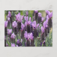 Lavendel-Blume