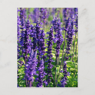 Lavendel-Blume Postkarte