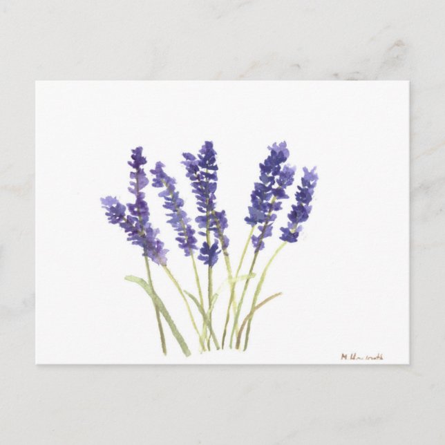 Lavendel-Blume Postkarte (Vorderseite)