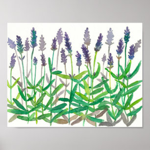 Lavendel Blume Wasserfarben Malerei Kunst Poster