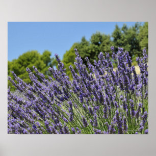 Lavendel-Blumen auf dem Gebiet am Sommer, Provence Poster