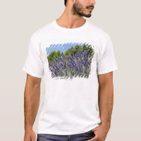 Lavendel-Blumen auf dem Gebiet am Sommer, Provence