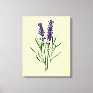 Lavendel-Blumen Leinwanddruck