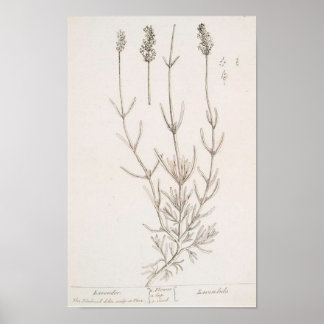 Lavendel-Botanik-Poster Poster