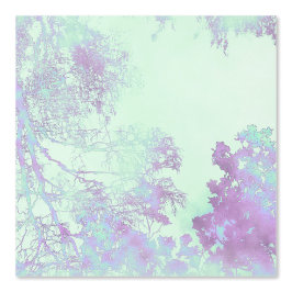 Lavendel Breitblatt Nebel Tapete