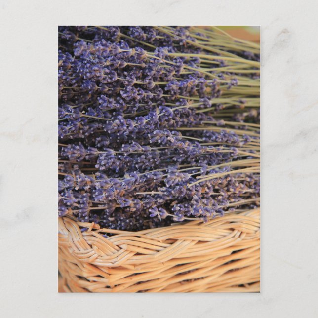 Lavendel-Bunchen Postkarte (Vorderseite)