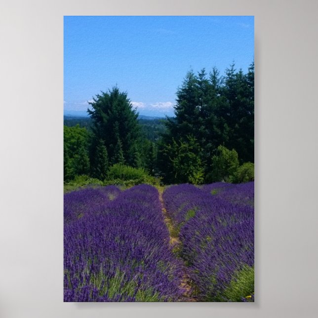 Lavendel Farm Poster (Vorne)