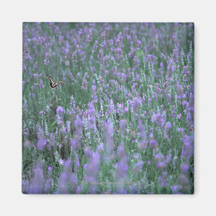 Lavendel-Feld Magnet