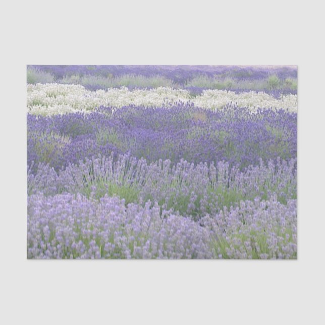 Lavendel-Feld-Seidenpapier Seidenpapier (Vorderseite)