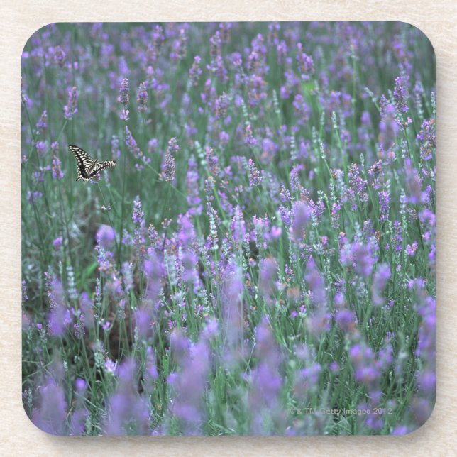 Lavendel-Feld Untersetzer (Vorderseite)