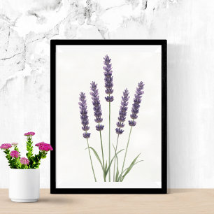 Lavendel-Felder Aquarell Botanische Wandkunst Poster