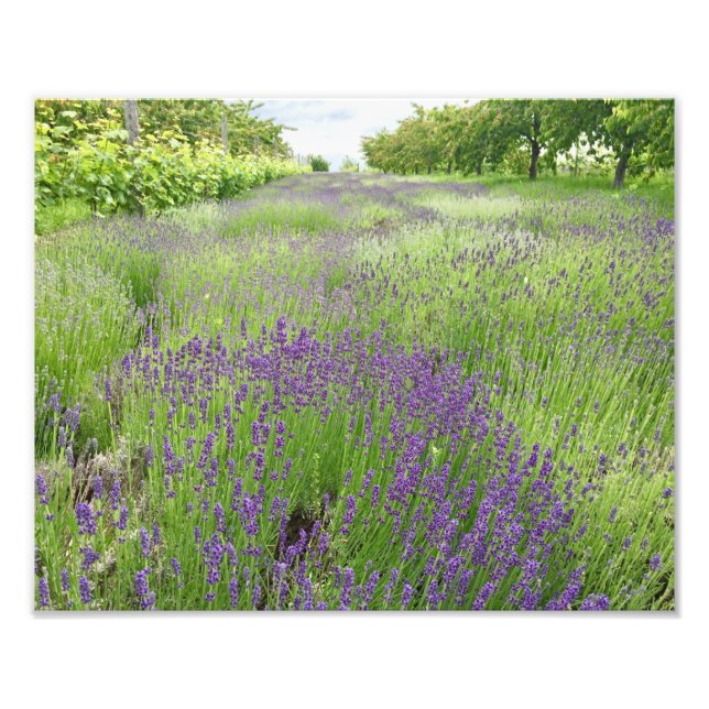 Lavendel Field Foto Art (Vorne)