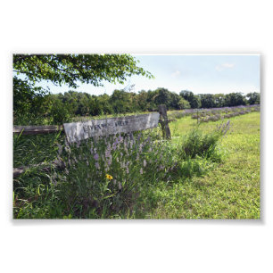 Lavendel Field Sign Fotodruck