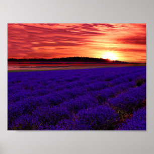 Lavendel Field Sunset Poster