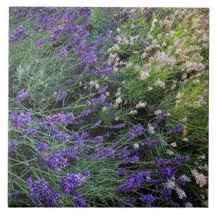 Lavendel Fliese