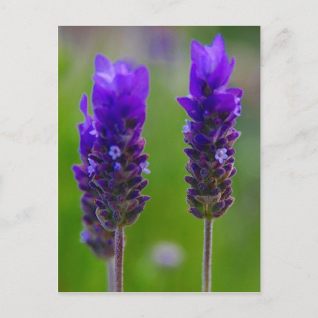 Lavendel Flora Postkarte (Vorderseite)