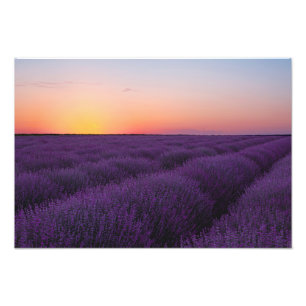 Lavendel-Fotoabzug Fotodruck