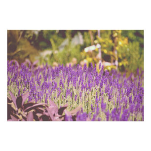 Lavendel Garden Fotografie