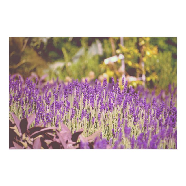 Lavendel Garden Fotografie (Vorne)