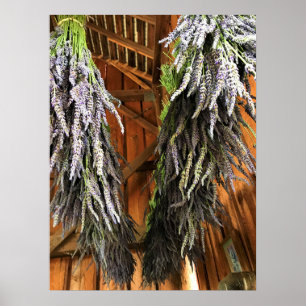 Lavendel hängt in einer Scheune Poster