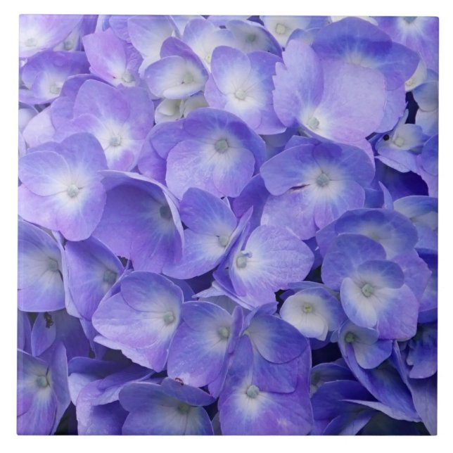 Lavendel Hortensie Fliese (Vorderseite)