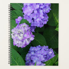 Lavendel Hortensie Planer