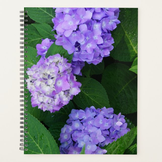 Lavendel Hortensie Planer (Vorderseite)