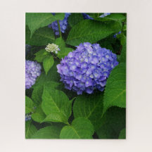 Lavendel Hortensie