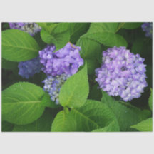 Lavendel Hortensie