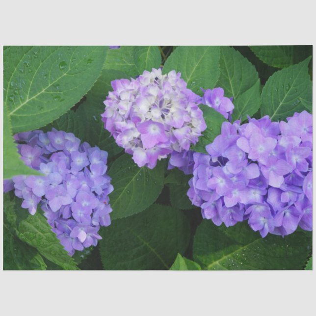 Lavendel Hortensie Seidenpapier (Vorderseite)