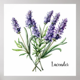 Lavendel-Illustration Botanischer Poster
