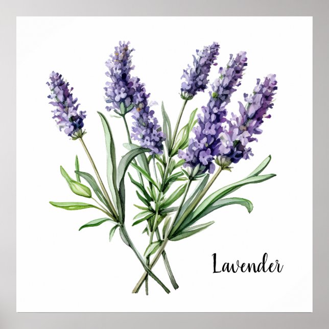 Lavendel-Illustration Botanischer Poster (Vorne)