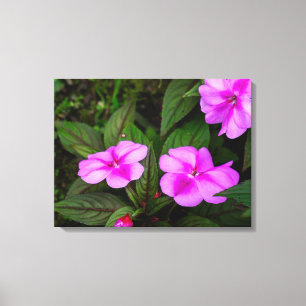 Lavendel Impatiens Blumen in Costa Rica Leinwanddruck