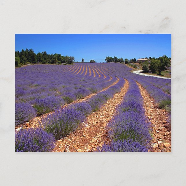 Lavendel in der Provence Postkarte (Vorderseite)