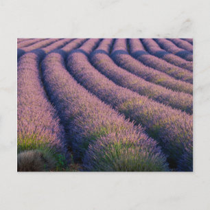Lavendel in der Provence Postkarte