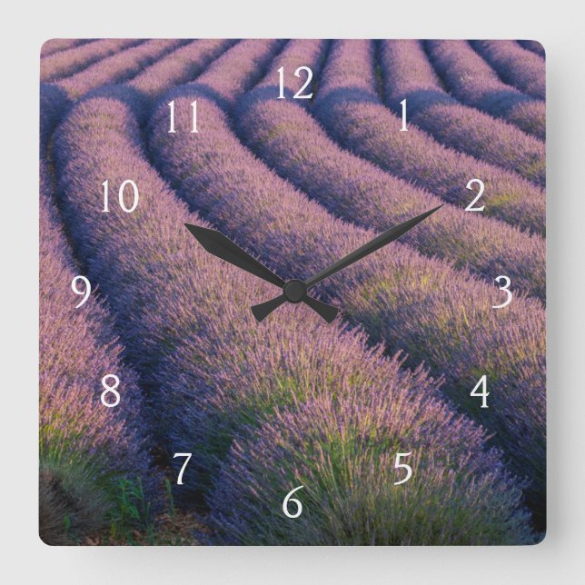 Lavendel in der Provence Quadratische Wanduhr (Vorderseite)