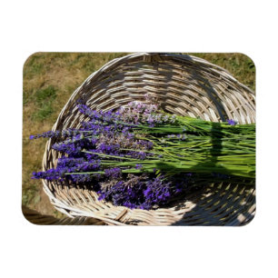 Lavendel in einem Korb Magnet