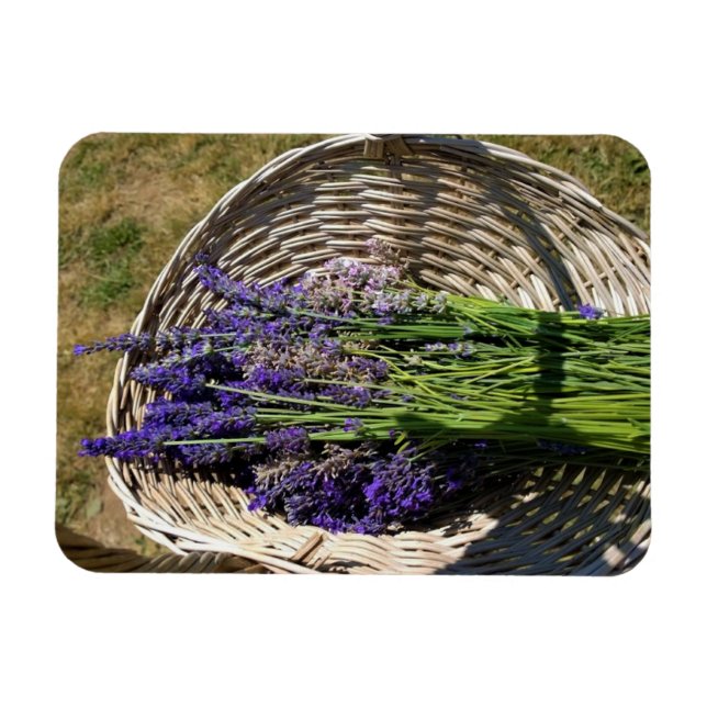 Lavendel in einem Korb Magnet (Horizontal)